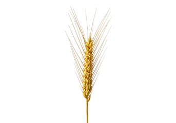 A single golden wheat ear stands out against a dark background, showcasing its intricate details.