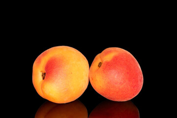 Ripe organic apricots isolated on black background, macro.