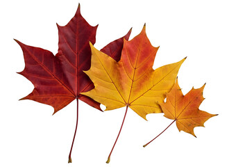 Fototapeta premium Vibrant autumn leaves, varying shades of red and gold, beautifully arranged against a stark black background, showcasing the intricate details of their structure and colors.