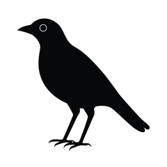 mynah, bird, tropical, avian, songbird, exotic, blackbird, wild, beak, feathers, jungle, flying, perching, wildlife
