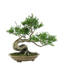 Artistic twisted juniper bonsai tree in oval pot isolated on transparent background