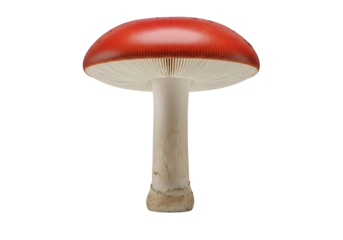Vivid red mushroom cap with white gills displayed against a stark black background.