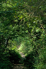 Foret régional de Gros Bois, l'Arc boisé, 94, Val de Marne, France