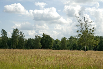 Fototapeta premium Foret régional de Gros Bois, l'Arc boisé, 94, Val de Marne, France