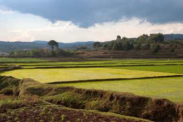 culture du riz, R&eacute;gion Antsirabe, Madagascar