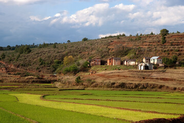 Fototapeta premium culture du riz, Région Antsirabe, Madagascar