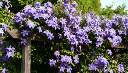 Fototapeta premium Cascading blue clematis flowers on wooden trellis in sunlit garden
