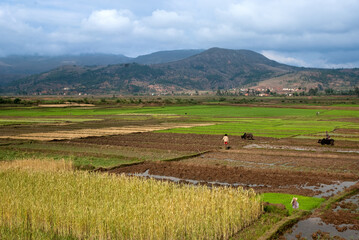 Obraz premium culture du riz, risiére, région Antsirabe, Madagascar