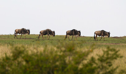 Gnou à queue noire, Connochaetes taurinus, Réserve de  Masai Mara, Kenya