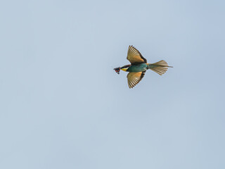 European Bee-eater (Merops apiaster) in flight with butterfly prey – Sweden