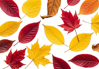 Vibrant autumn leaves in a variety of warm hues, arranged against a striking black background, showcasing the beauty of fall foliage.