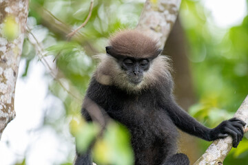 This close-up photograph features a Purple-faced Langur monkey perched on a tree branch. Its distinct dark fur, light-colored beard, and inquisitive amber eyes are clearly visible.