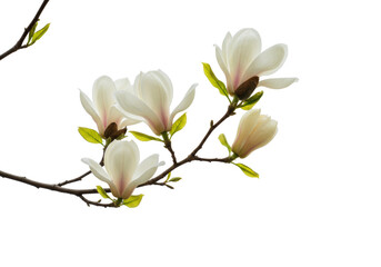 Obraz premium Elegant magnolia branch with white flowers, creamy petals, green bud, vibrant leaves, on soft white studio background with bokeh, high-key purity concept