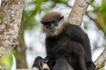 This close-up photograph features a Purple-faced Langur monkey perched on a tree branch. Its distinct dark fur, light-colored beard, and inquisitive amber eyes are clearly visible.