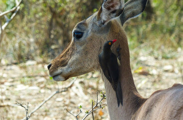 Close up of an Oxpecker on the head of a Duiker or small antelope in Kruger National Park, South Africa, a symbiotic relationship.