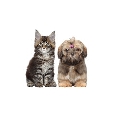 Kitten and dog isolated on white background