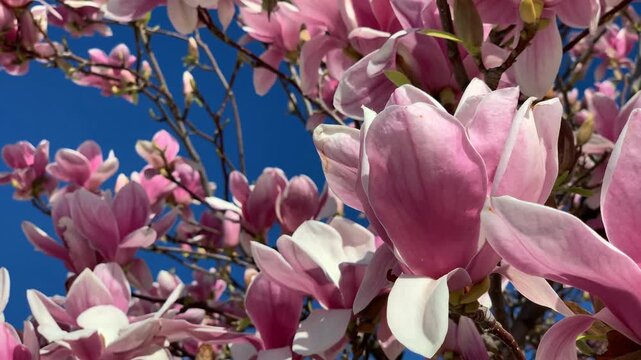Magnolia flowers blooming against clear blue sky, highlighting natural beauty and spring theme