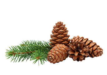 Three natural pine cones, warm brown and reddish-brown, with vibrant green pine needles on a clean transparent studio background with soft lighting, concept of natural authenticity and environmental