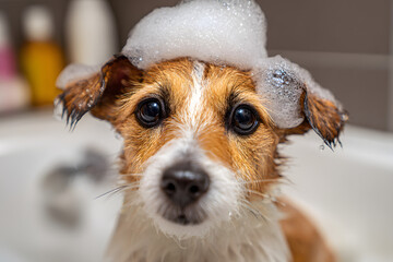 cute lovely small dog wet in bathtub, clean dog withfunny foam soap on head. Pts indoors