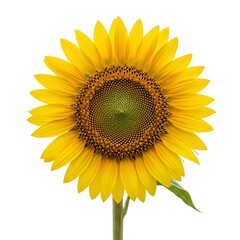Sunflower close-up, bright yellow petals, green center