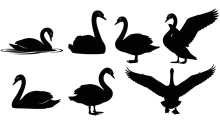 Elegant black swan silhouettes showcasing grace and movement in various poses on water and land