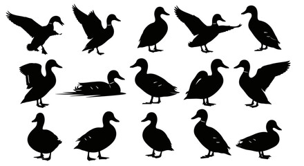 Fototapeta premium Diverse duck silhouettes capture various poses including flying, standing, and swimming for natural designs
