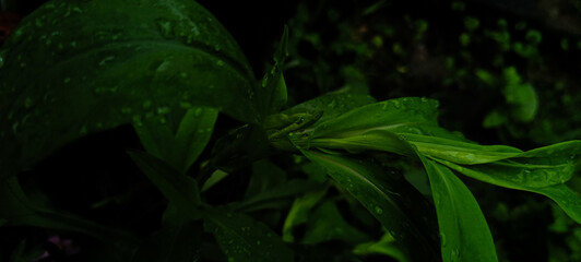 green leaves in dark background