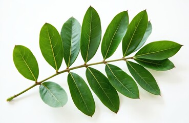 Fototapeta premium Schefflera arboricola branch shows vibrant green leaves with clear veins against clean white background. Studio shot highlights plant natural pattern, fresh foliage. Macro photography focuses on