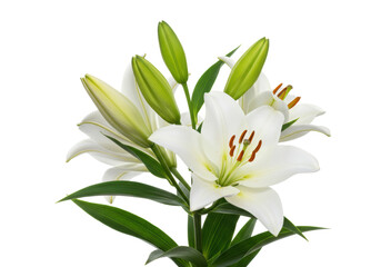 Obraz premium A perfectly composed cluster of transparent lily flowers, delicate petals, and green buds with lush leaves, on a transparent background with soft studio lighting, concept of natural purity and