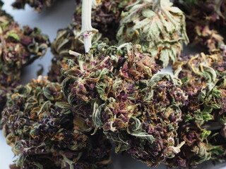 cannabis sativa medical plant marijuana