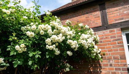 Fototapeta premium Abundant white roses cascading over a rustic brick wall in sunlight