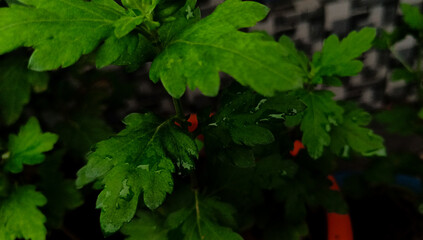 green leaves in dark background