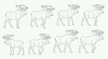 Majestic moose with large antlers captured in various poses, perfect for wildlife designs
