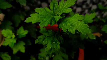 green leaves in dark background