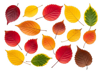 Obraz premium Vibrant autumn leaves in a variety of colors against a stark black background form a captivating pattern.