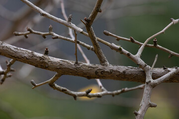 Season Change, Leafless Trees branch in Autumn