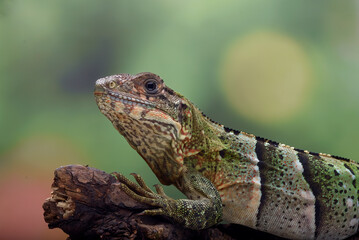 Close up of a spiny tailed iguana, Spiny-tailed iguana relaxing on a tree branch, close up shot of head