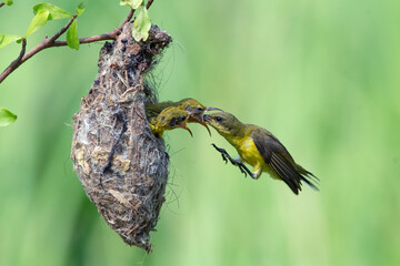 olive-backed sunbird chicks (Cinnyris jugularis) perched on a plant being fed, Female feeding new born chicks on branch, Sun-bird hovering feeding chick on branch