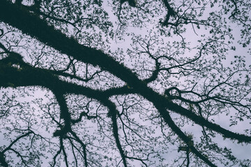 branches of the tree