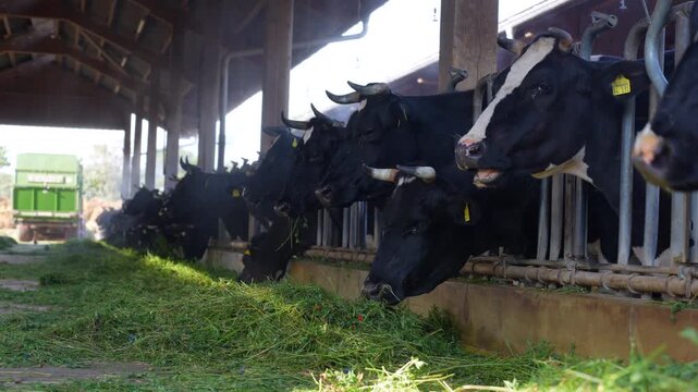 Cows in a dairy barn, eating fresh green fodder, highlighting animal husbandry and agricultural practices in Darmstadt, Germany.