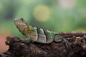 Close up of a spiny tailed iguana, Spiny-tailed iguana relaxing on a tree branch, close up shot of head