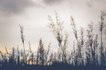 Fototapeta premium morning mist in the field