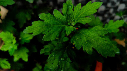 green leaves in dark background