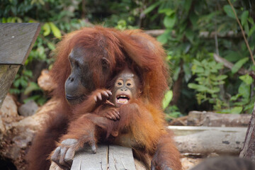Sumatran Orangutan Mother and Baby in the Wild