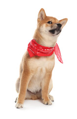 Cute Shiba Inu puppy with red bandana on white background