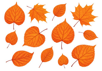Obraz premium Vibrant autumn leaves in various shapes and sizes, displayed against a striking black backdrop, showcasing intricate details and rich orange hues.
