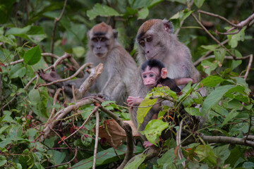 Wild Long-tailed Macaques with Infants in Borneo Jungle