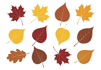 Obraz premium A collection of various autumn leaves in vibrant fall colors against a dark background.
