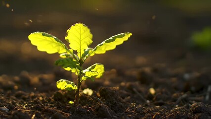 English Oak Sapling Bathed in Golden Sunrise Light Emerging From Fertile Soil A Symbol of Growth and Resilience For Educational Content and Earth Day Celebrations