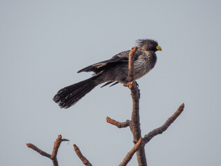 Western Grey Plantain-eater Perched in Tree